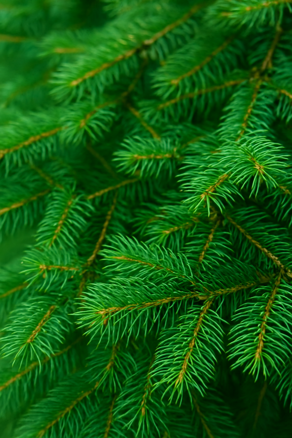 Balsam and Cedar